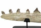 Fossil Primitive Whale (Pappocetus) Jaw - Morocco #251790-4